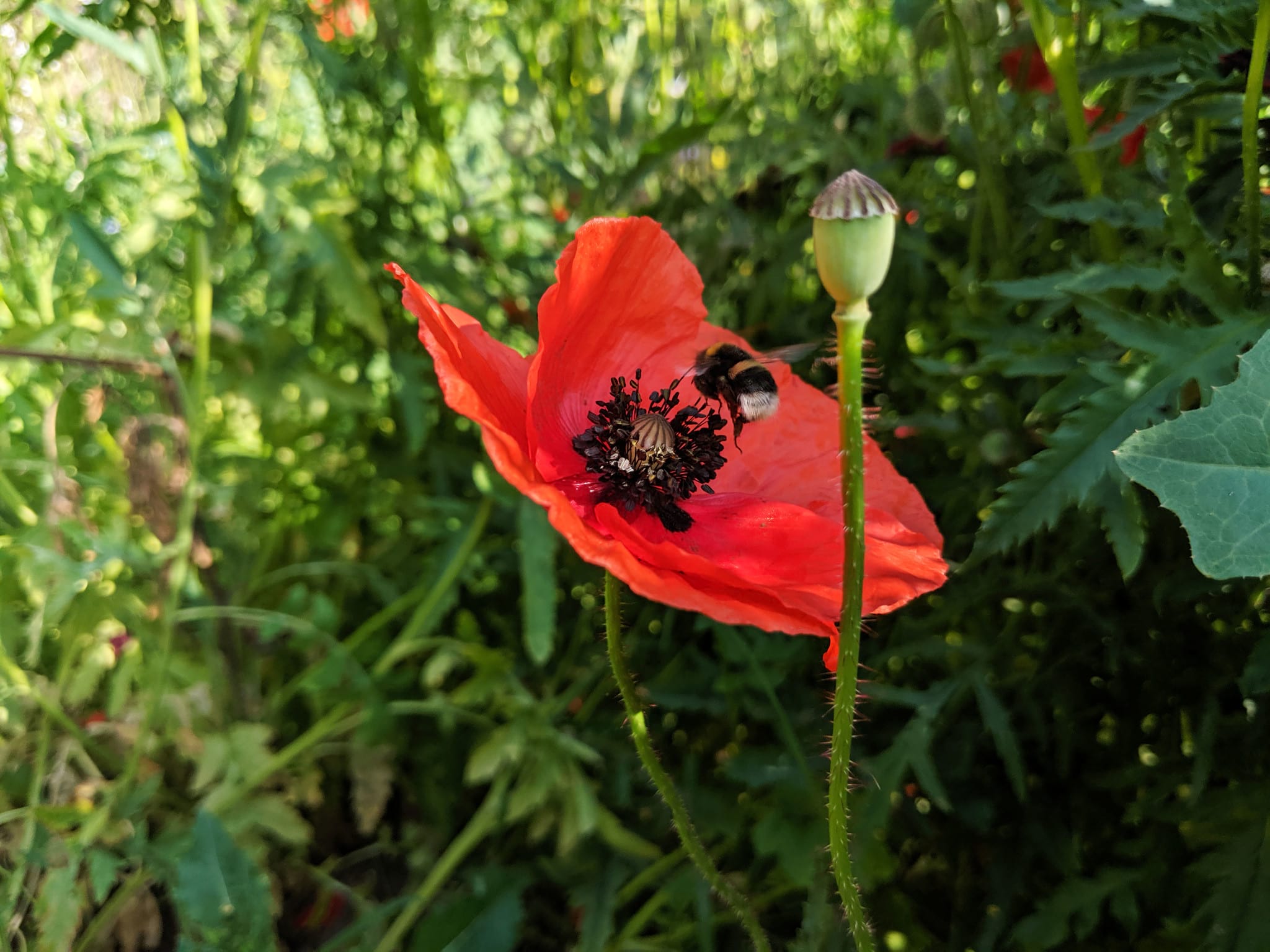 CONTAO_NATURE_THEME_Hummel_an_Mohn