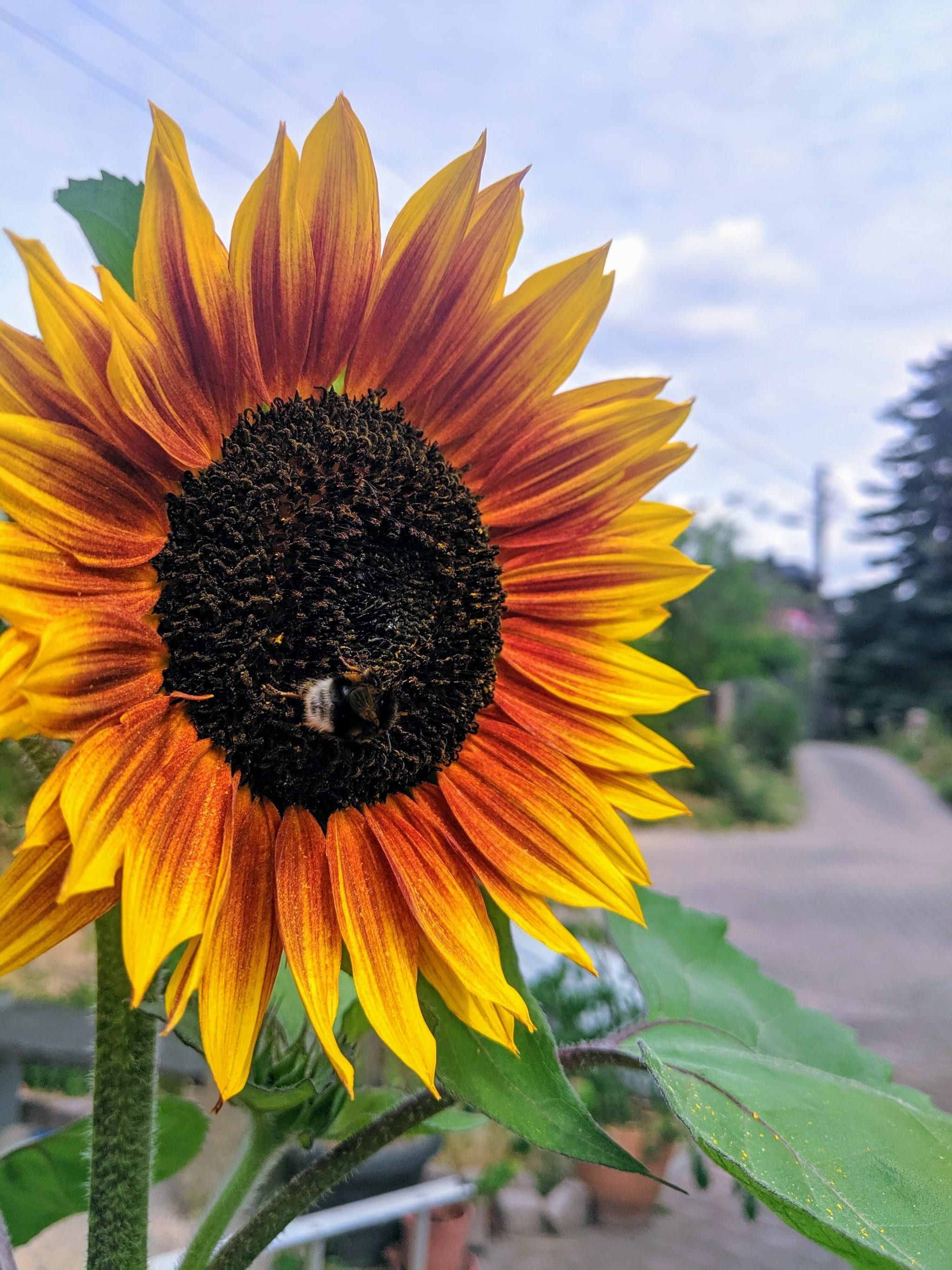 CONTAO_NATURE_THEME_Hummel_an_Sonnenblume